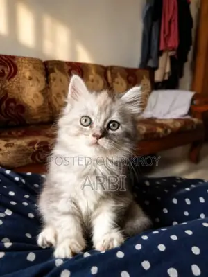 1-3 Months Female Purebred Persian
