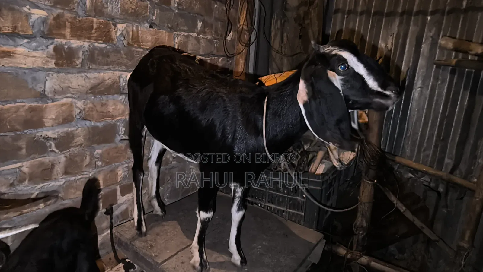 অনেক ভালো জাতের অরজিনাল ব্লাক বেংগল ও ক্রস