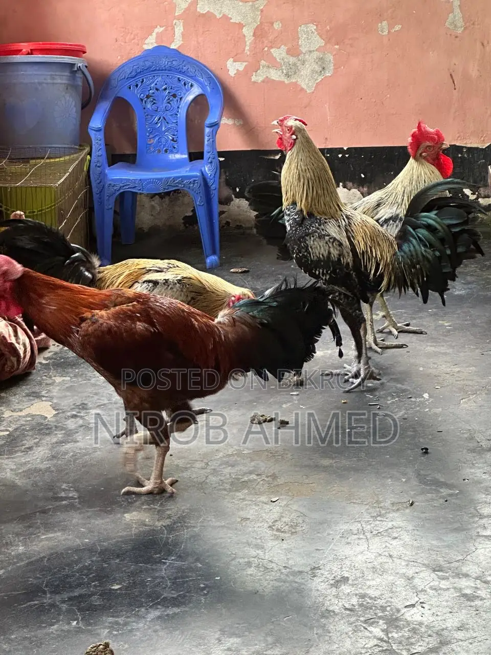 Six Pieces of Good Roosters