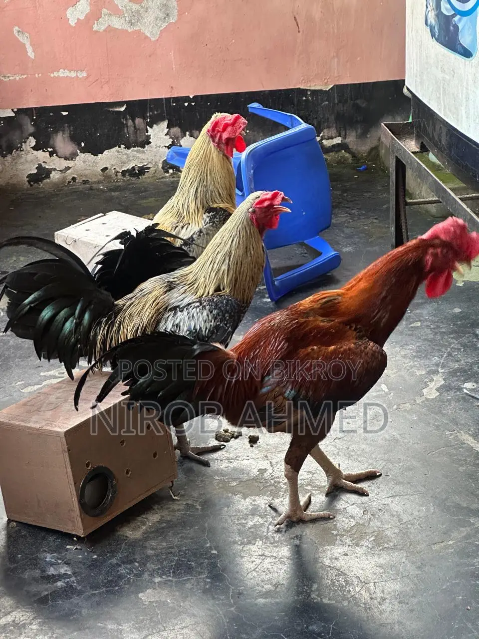 Six Pieces of Good Roosters