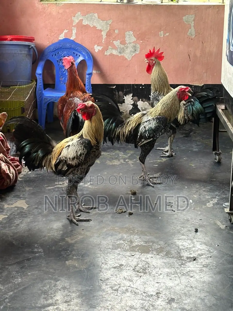 Six Pieces of Good Roosters