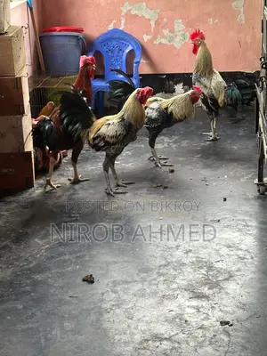 Six Pieces of Good Roosters