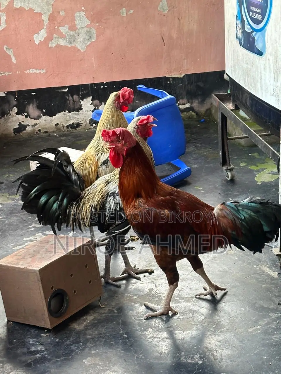 Six Pieces of Good Roosters