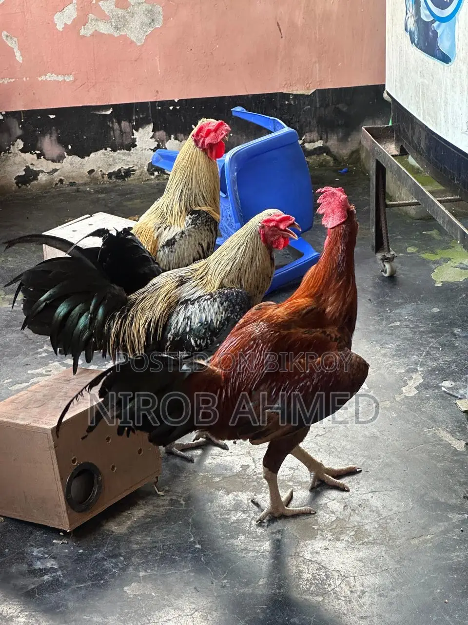 Six Pieces of Good Roosters