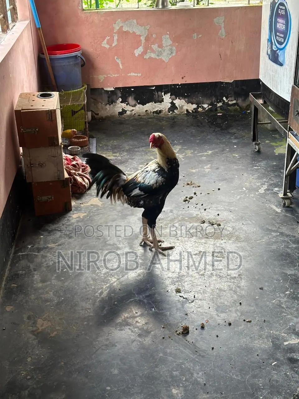 Six Pieces of Good Roosters