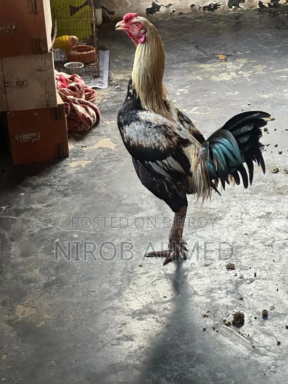 Six Pieces of Good Roosters