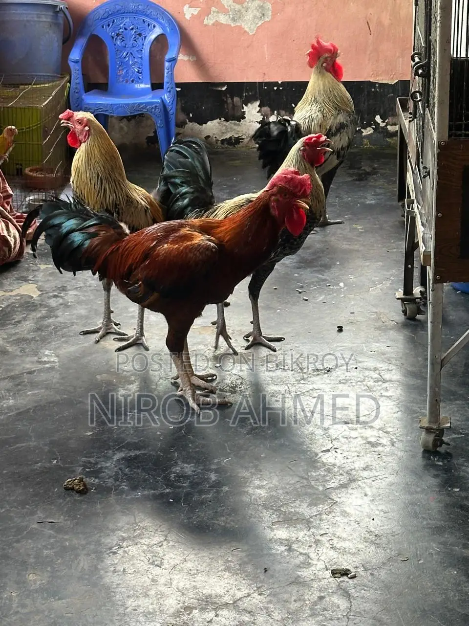 Six Pieces of Good Roosters