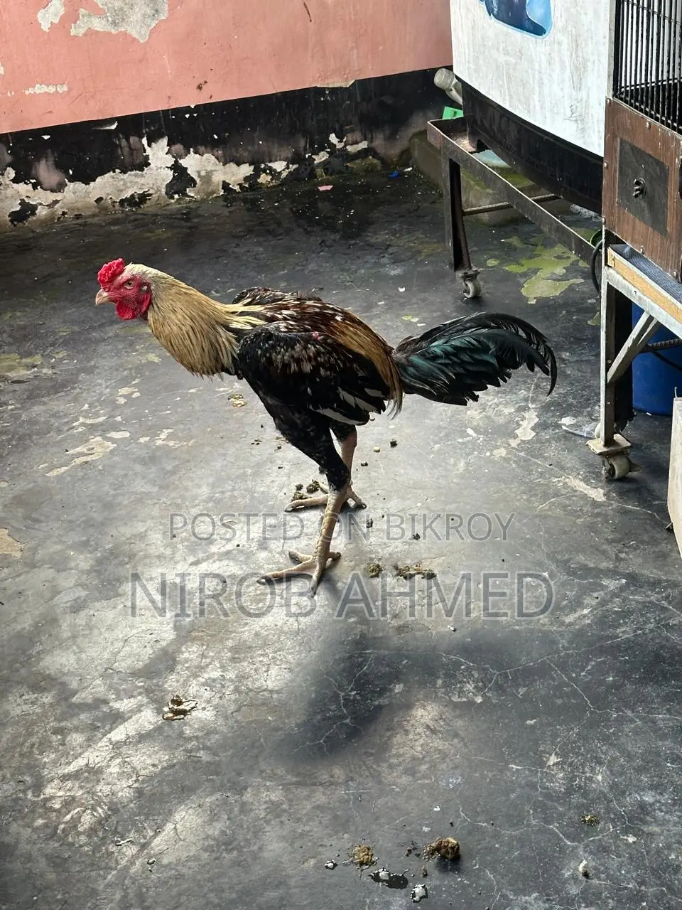 Six Pieces of Good Roosters