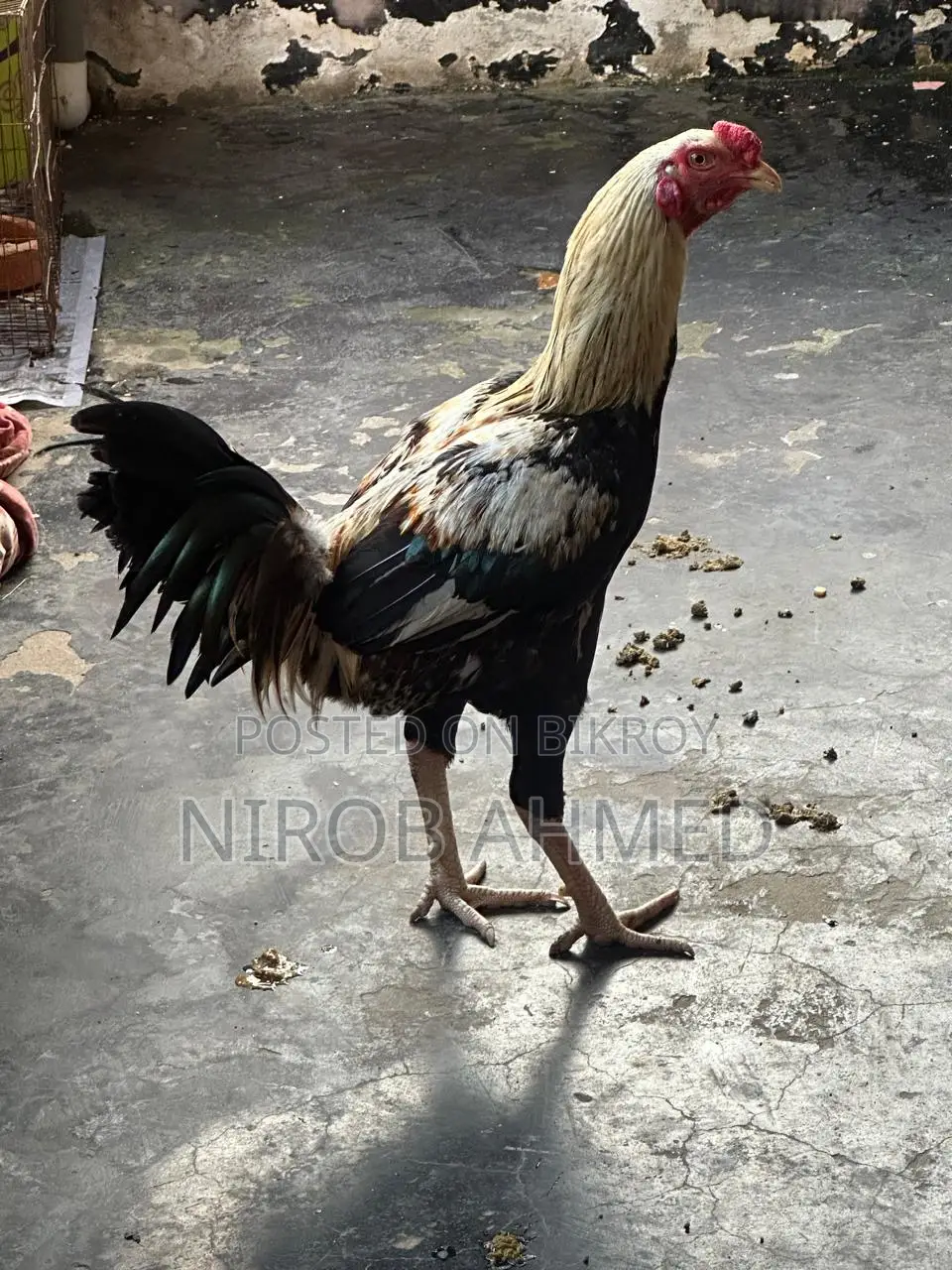 Six Pieces of Good Roosters