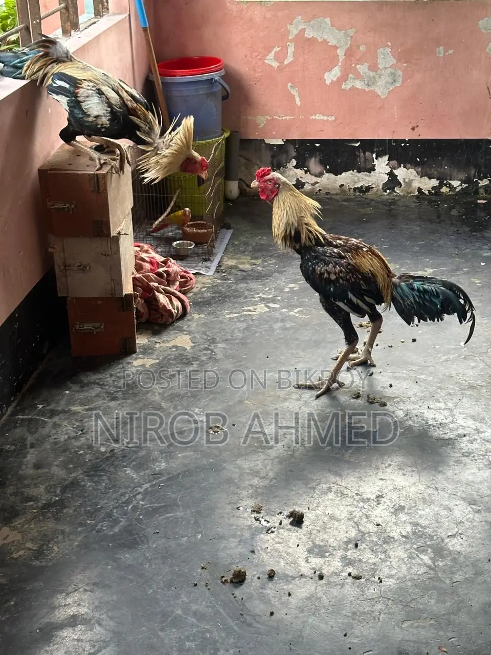 Six Pieces of Good Roosters