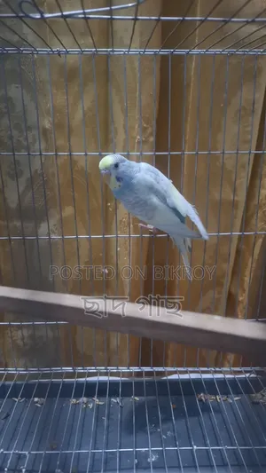 Budgerigar Female for Sale