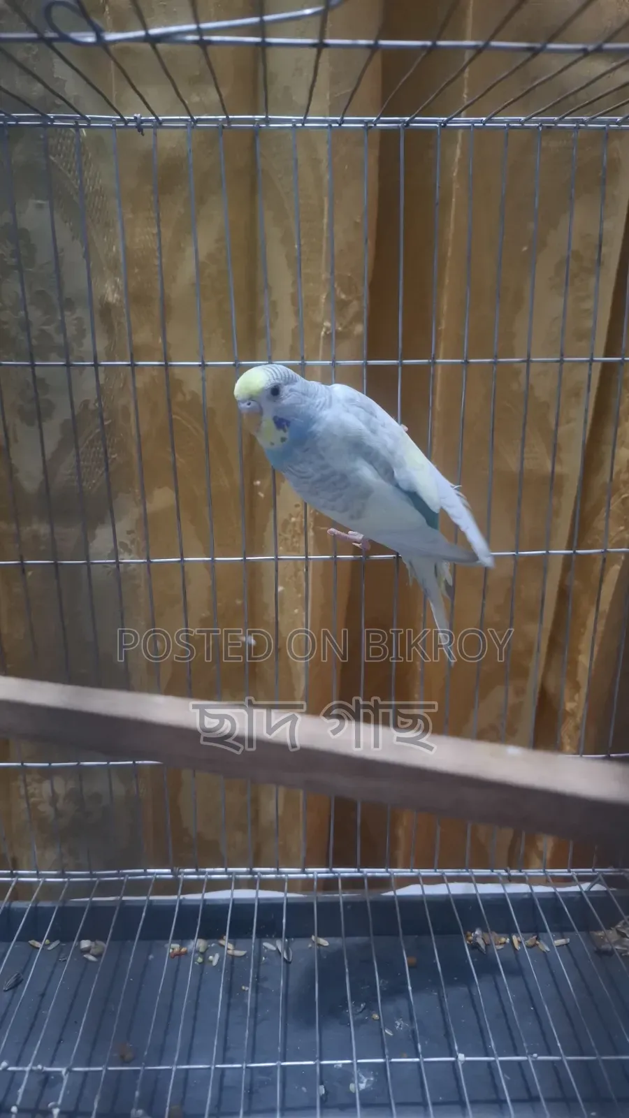 Budgerigar Female for Sale