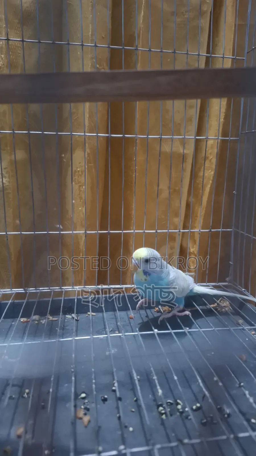 Budgerigar Female for Sale