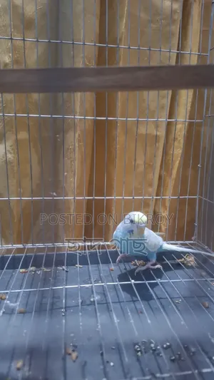 Budgerigar Female for Sale
