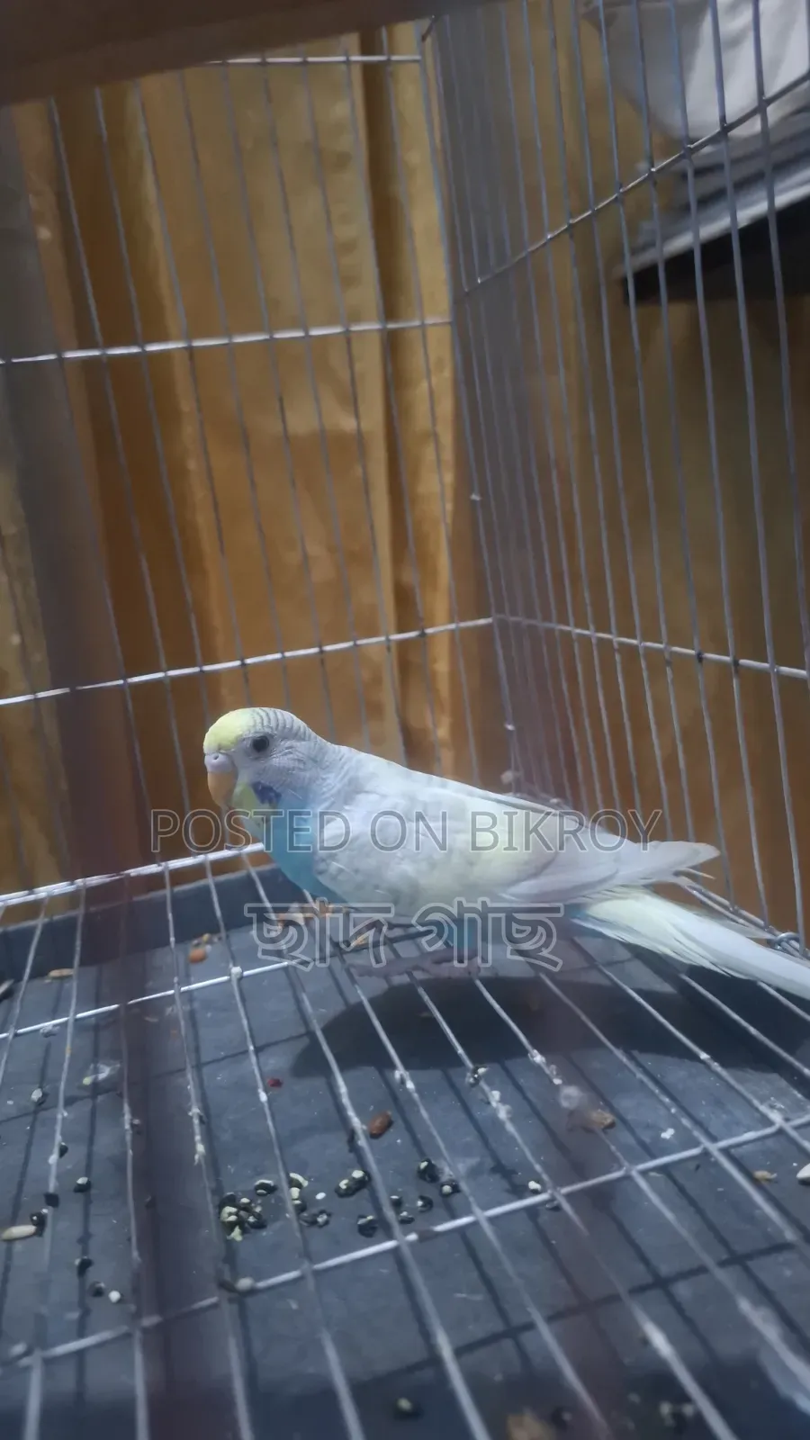 Budgerigar Female for Sale