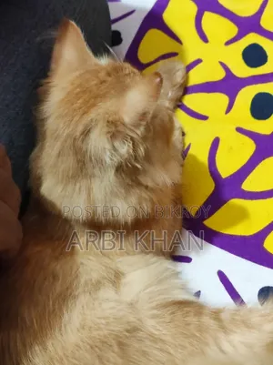 6-12 Months Female Purebred Persian