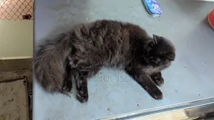 ৬-১২ মাসের নর পিওরব্রেড পার্সিয়ান বিড়াল