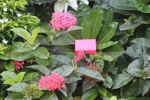 Premium Handmade Rose Bath Soap