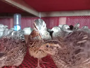 ‌কো‌য়েল পা‌খি