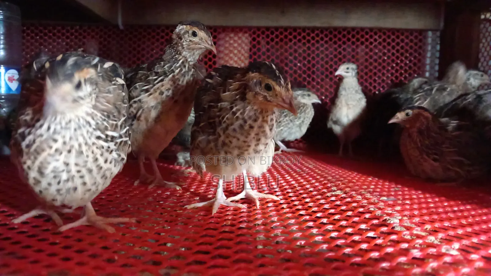 Quail Birds
