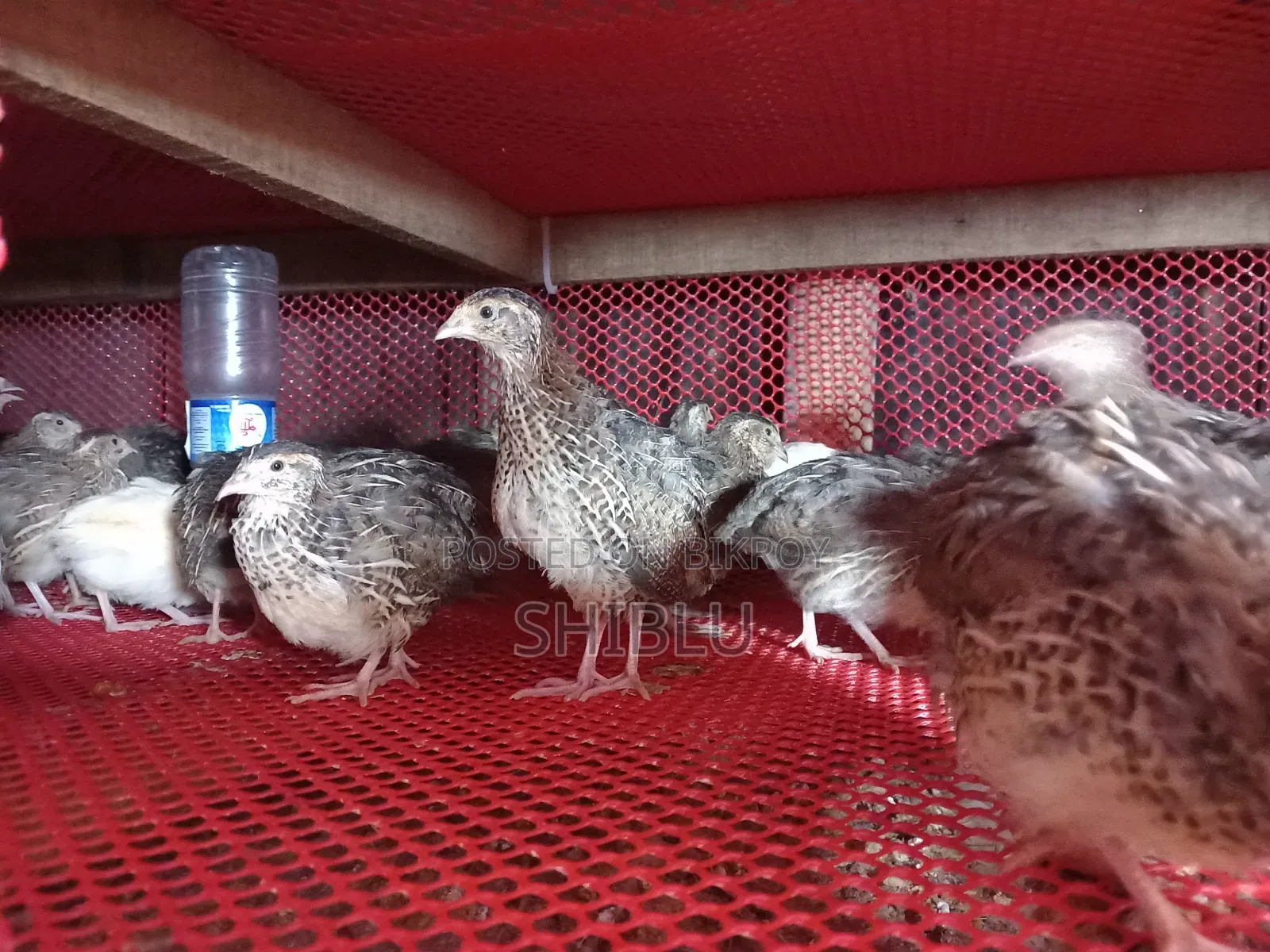 Quail Birds