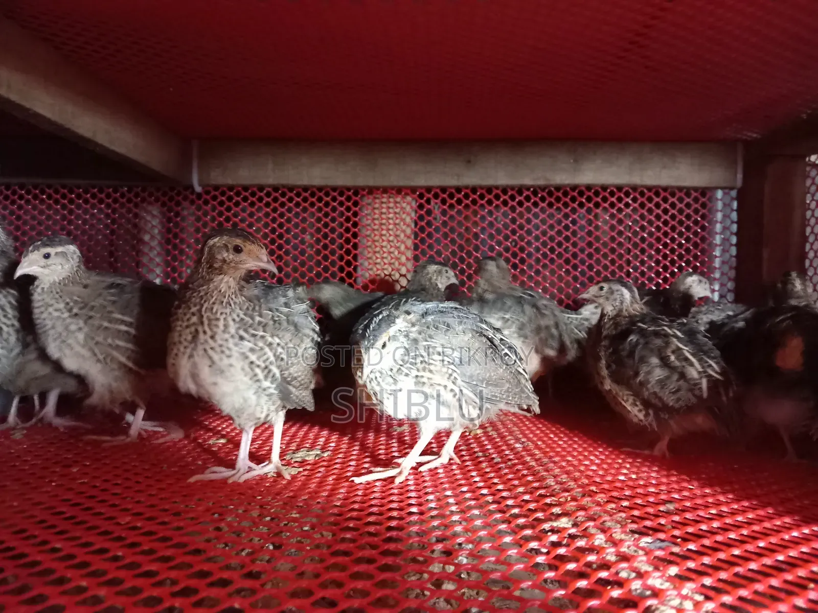 Quail Birds