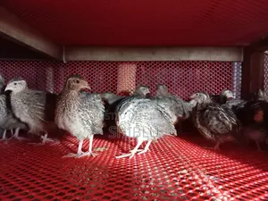 Quail Birds