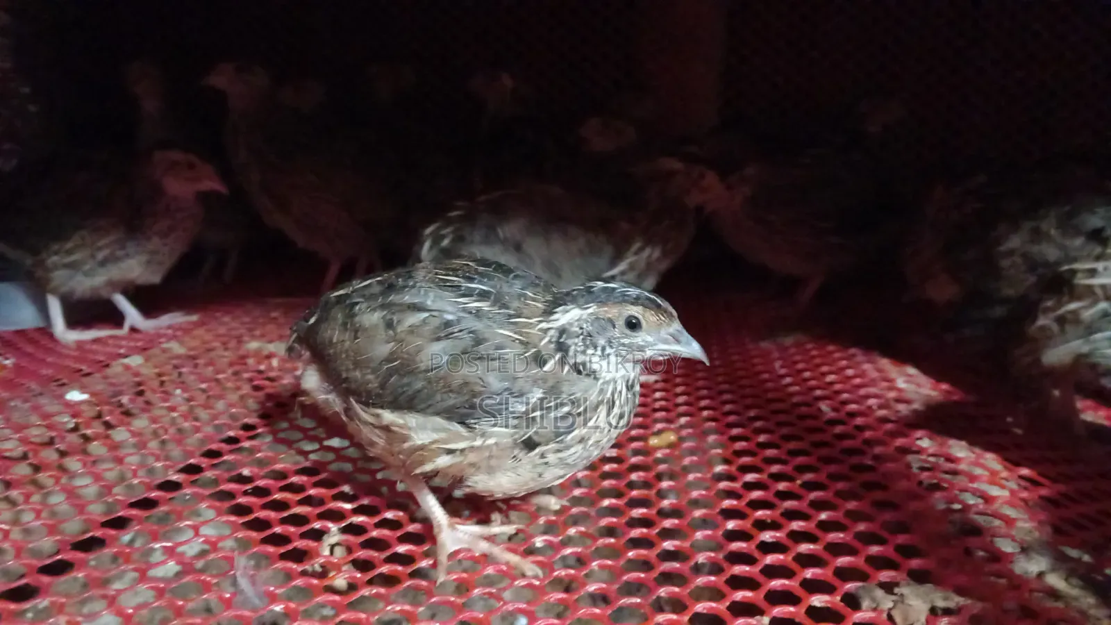 Quail Birds