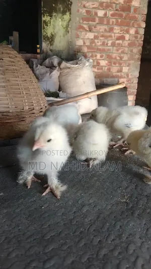 কলম্বিয়ান লাইট ব্রাহামর বাচ্চা বিক্রি করা হবে