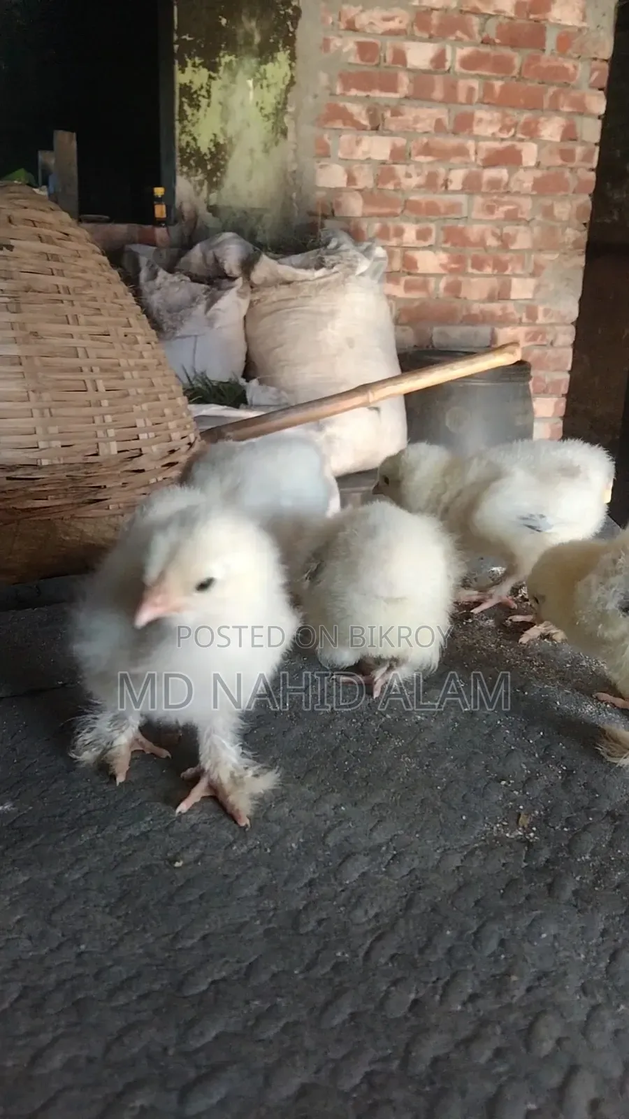 কলম্বিয়ান লাইট ব্রাহামর বাচ্চা বিক্রি করা হবে