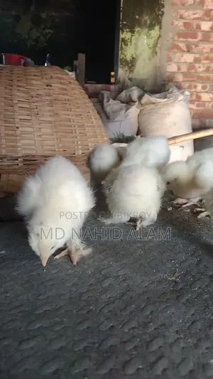 কলম্বিয়ান লাইট ব্রাহামর বাচ্চা বিক্রি করা হবে