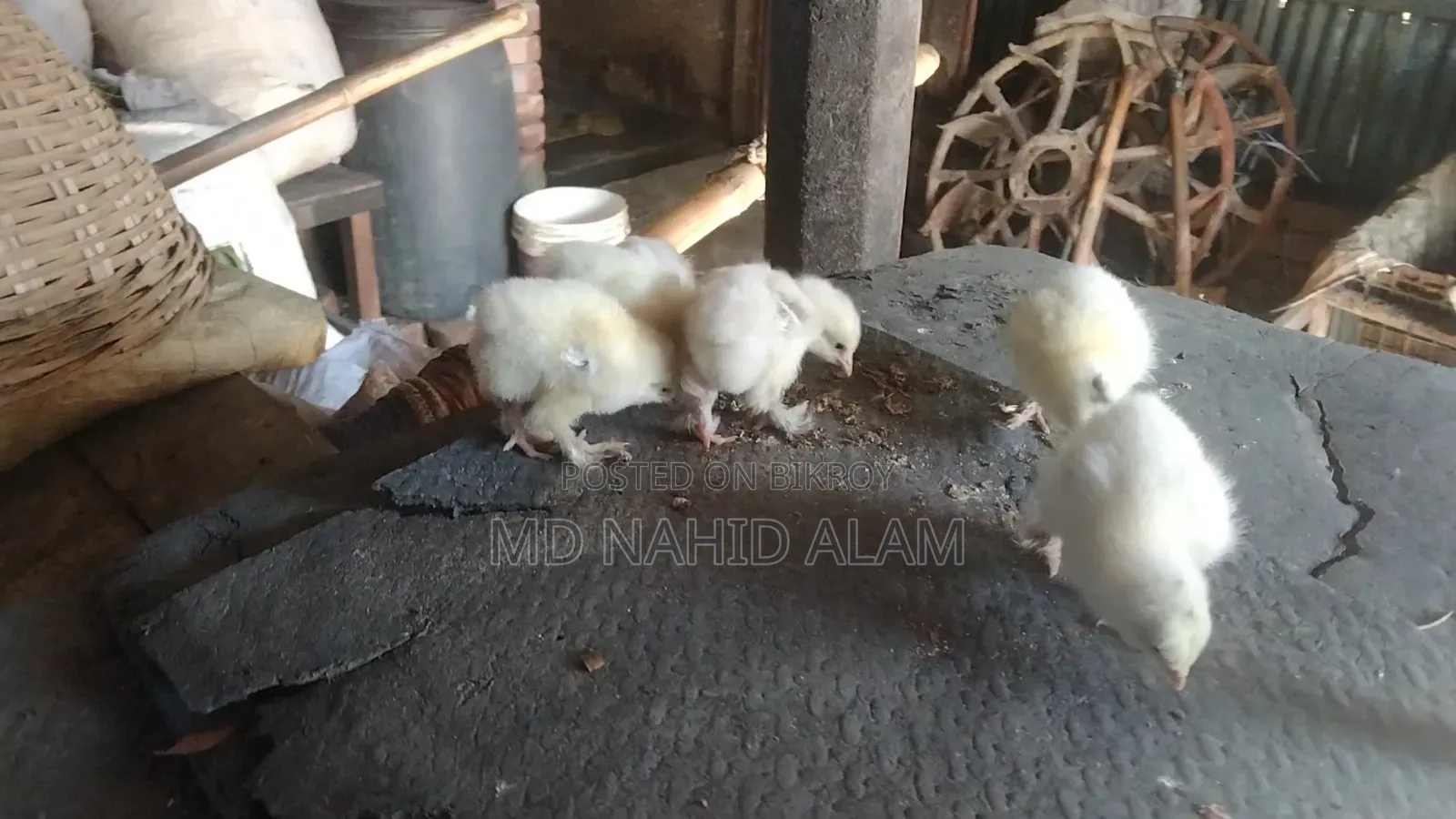 কলম্বিয়ান লাইট ব্রাহামর বাচ্চা বিক্রি করা হবে