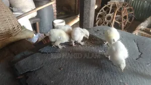 কলম্বিয়ান লাইট ব্রাহামর বাচ্চা বিক্রি করা হবে
