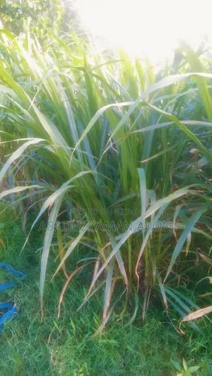 নরম পাংচুং ঘাস