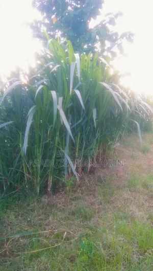 নরম পাংচুং ঘাস