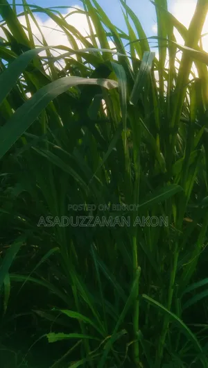 নরম পাংচুং ঘাস