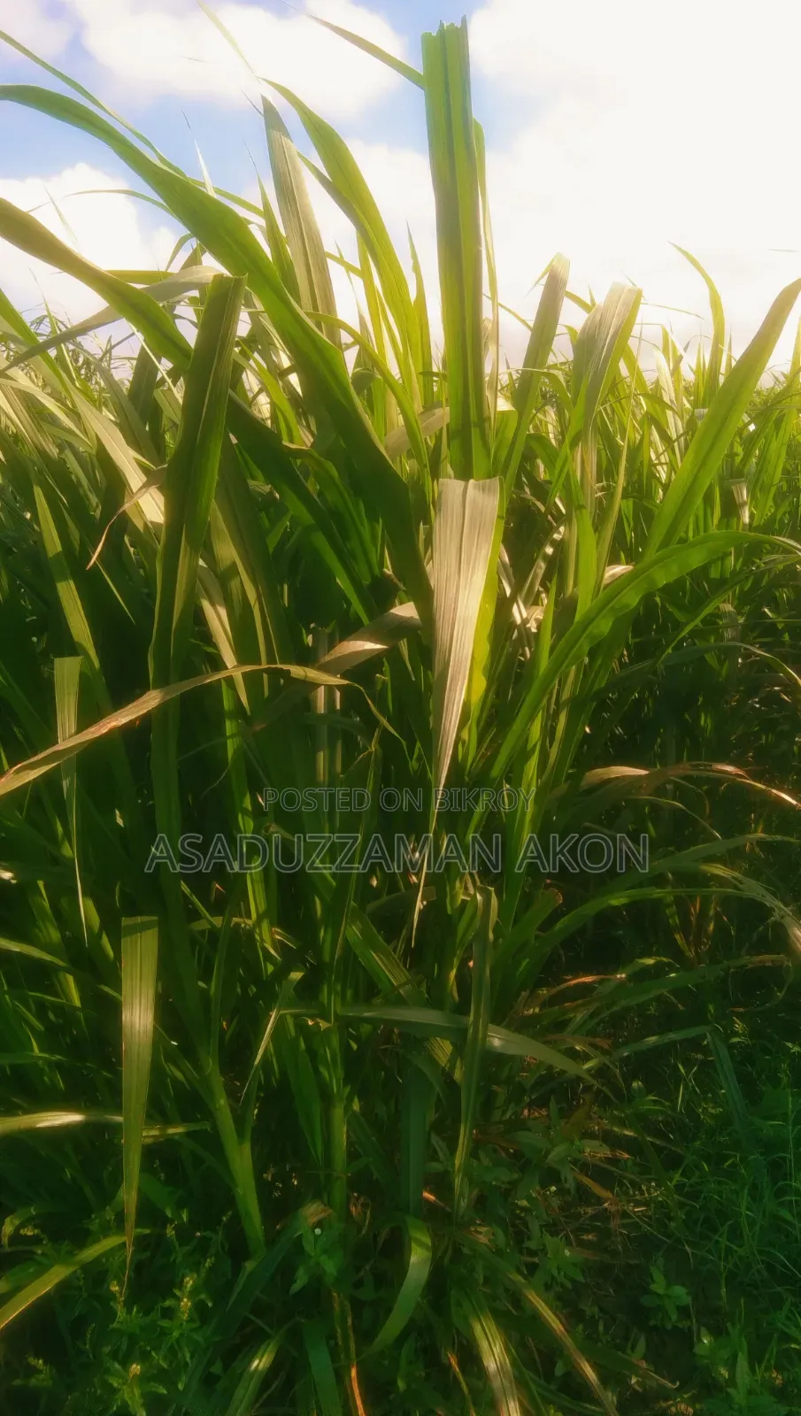 নরম পাংচুং ঘাস