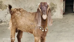 একটি পাঠা সেল হবে ৪ দাঁত।