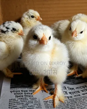 ব্রাহামা মুর‌গির বাচ্চা