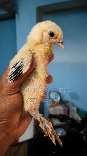 ব্রাহামা মুর‌গির বাচ্চা