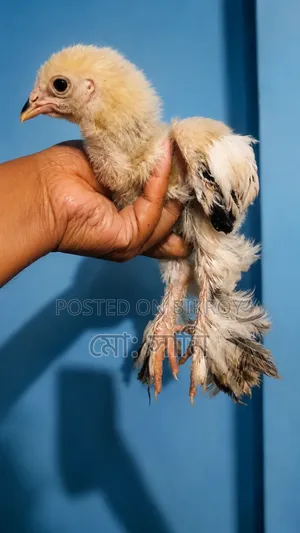 ব্রাহামা মুর‌গির বাচ্চা