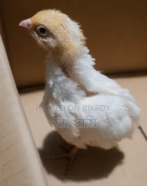 European Giant Coturnix Quail