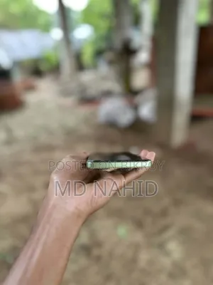 ওয়ানপ্লাস নর্ড সিই ৩ লাইট ৫জি ১২৮ জিবি গ্রীন