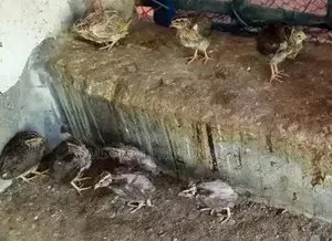 Quail birds