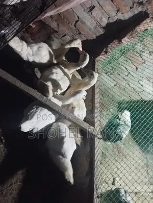 হোয়াইট চায়না হাঁস