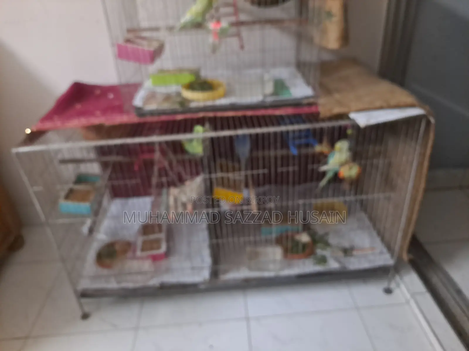 Budgerigar Pairs