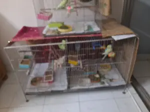 Budgerigar Pairs