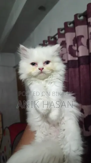 1-3 Months Female Purebred Persian