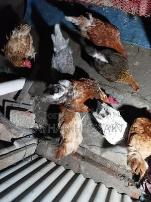 ১০০% অর্গানিক ও নিরোগ রানিং টাইগার মুরগি / ব্রিডার সেট (খুলনা)