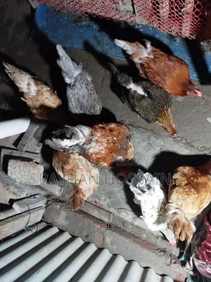 ১০০% অর্গানিক ও নিরোগ রানিং টাইগার মুরগি / ব্রিডার সেট (খুলনা)